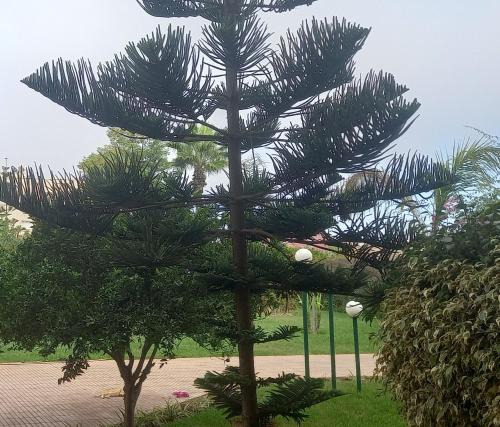 a pine tree in the middle of a park at iris appart vue dégagée, bon emplacement in Sale