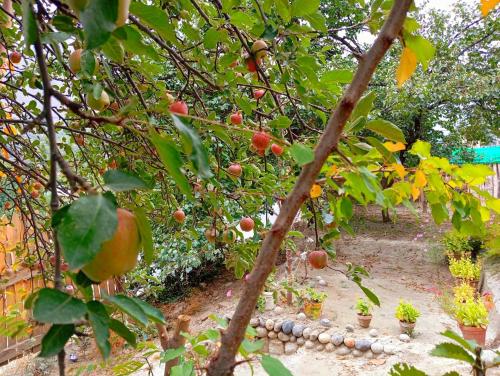 Gallery image of Cottage De Hunza- A Soul Retreat Sanctuary in Hunza