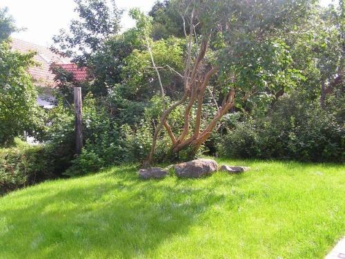 a garden with a tree and rocks in the grass at Ruhe-Natur-Meerblick-Das-Atelier-in-Lohme-Wandern-Radfahren-Golf-direkt-vor-der-Tuer in Lohme