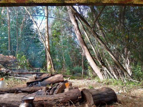 にあるCamping Nuevo Amanecerの森林山