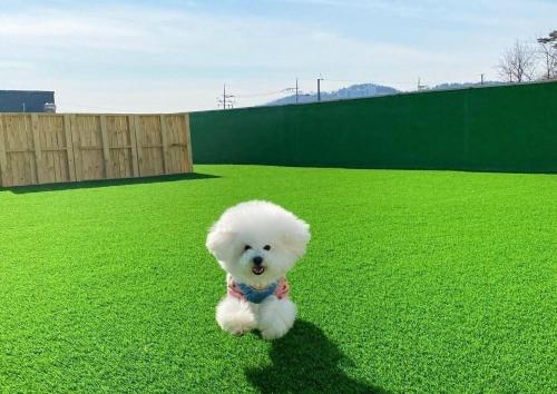 a white teddy bear running on a field of grass at Glamdog Dog Pension Yeongheungdo Branch in Pŏdŏni