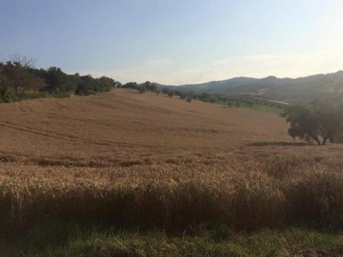 a large field of brown grass with trees in the distance at Azienda Agricola Perconti in Cellino Attanasio