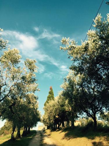 a group of trees on a dirt road at Azienda Agricola Perconti in Cellino Attanasio