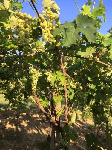 a bunch of green grapes on a tree at Azienda Agricola Perconti in Cellino Attanasio