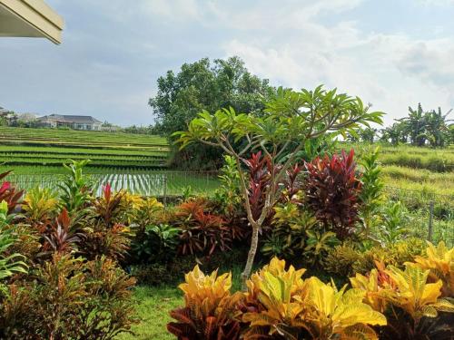 a garden with colorful plants and a rice field at Luka's Place - 1 bedroom in Cemagi