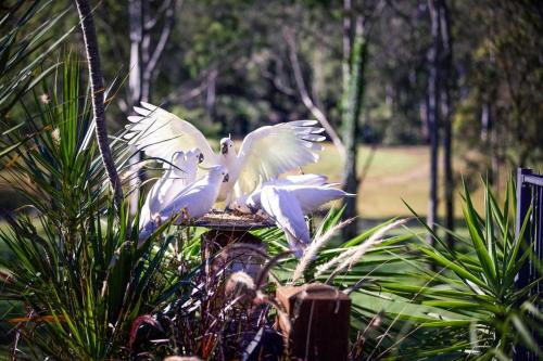 three white birds sitting on top of a post at Tranquility Ranch by Tiny Away in Wolfdene