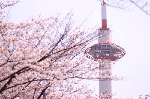 une tour avec un cerisier devant dans l'établissement Kyoto Tower Hotel, à Kyoto