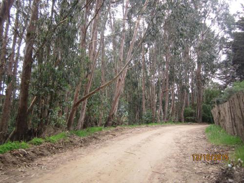 a dirt road in the middle of a forest at Cabañas Tu Bosque in Isla Negra