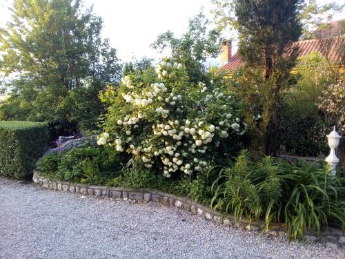 a large bush with white flowers in a garden at AUTOMOTODROM GROBNIK - Apartments and Rooms Skejić in Čavle
