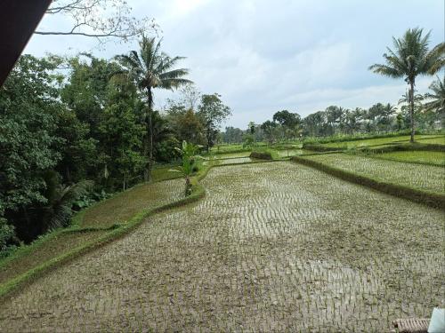 a large gravel road with palm trees in the background at D'Bulan bungalows and kafe in Tetebatu