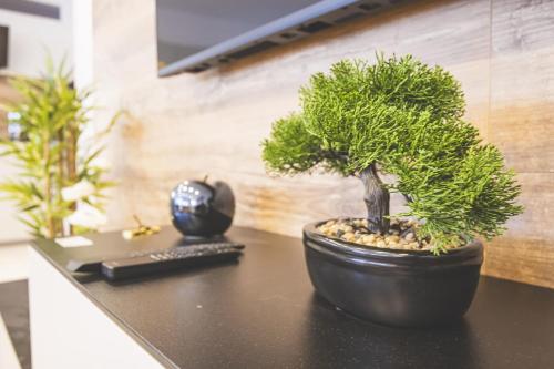 einer Topfpflanze auf einem Tisch mit Fernbedienung in der Unterkunft Mas Lac Blanc Terrace Sauna Parking in Orbey