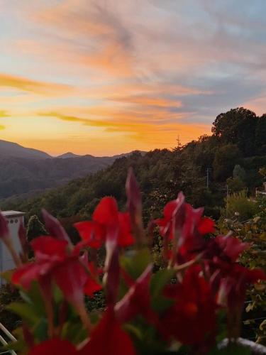a sunset with red flowers in the foreground at I colori dell'orizzonte in Santo Stefano