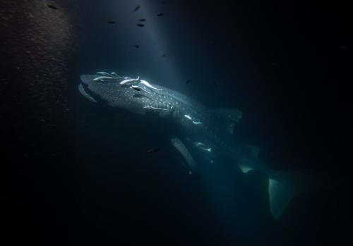 a whale shark swimming in the water at Dhoani Maldives Boutique in Kendhoo