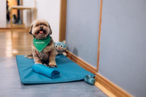 a small dog sitting on a blanket in front of a mirror at Hotel Euro Suite Curitiba Batel By Nacional Inn in Curitiba