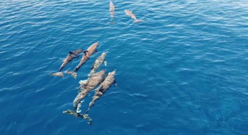 a group of dolphins swimming in the water at Cocon Romantique in Saint-Gilles les Bains