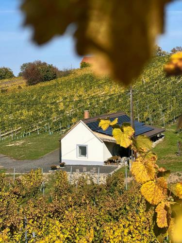 a small white house in a field of vines at Somló Nordic in Somlószőlős