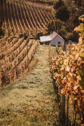 a vineyard with a barn in the middle of a field at Somló Nordic in Somlószőlős