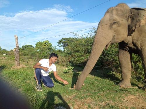 a man kneeling down next to an elephant at Leeostar Homestay & Safari in Horuwila