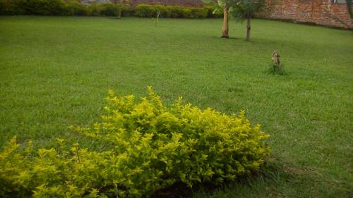 a dog sitting in the grass next to a bush at Maasai Villa Backpackers Home in Fort Portal