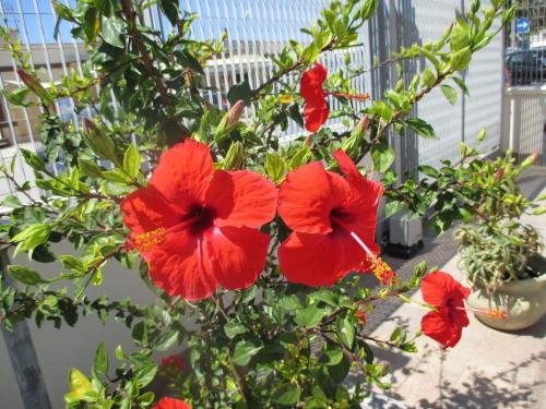 Villa Silvestro – Photos 3