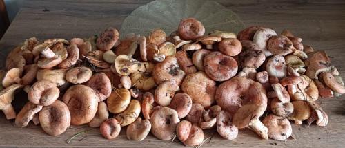 a pile of mushrooms sitting on a wooden table at Domek pod Dębami Bogaczewo in Bogaczewo
