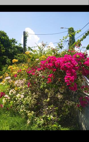 a bunch of flowers growing on a wall at Les jardins de VALENTIN in Le Gosier