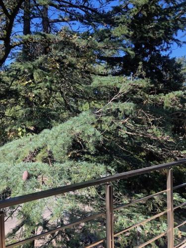 a fence in front of a hill with trees at Three Pines in Kobuleti