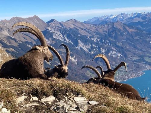 Φωτογραφία από το άλμπουμ του Apartment by Lake Brienz with lake view σε Oberried