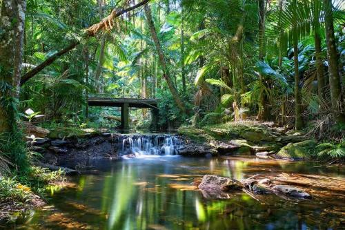 a bridge over a stream in a tropical forest at Ulysses Rainforest Retreat in Mossman