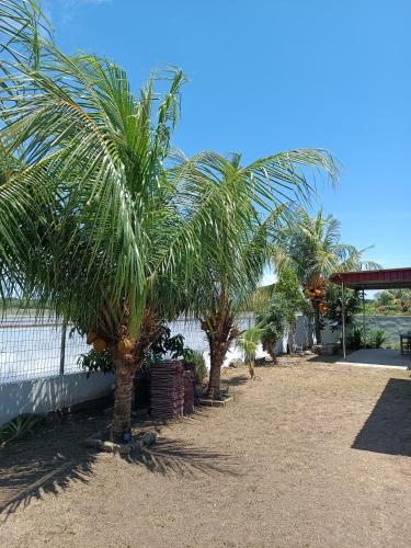 una fila de palmeras junto a una valla en Rumah Kayu Homestay, en Bedung