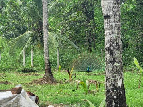 Sodas prie apgyvendinimo įstaigos Nature Villa