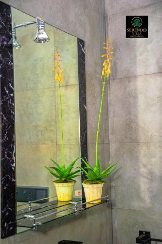 two plants on a shelf in front of a mirror at Serendib villa unawatuna in Unawatuna
