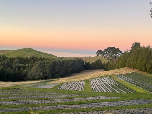 a large field of crops with the sunset in the background at Sea & Mountain Views Retreat on Rosemary Farm in Waihi
