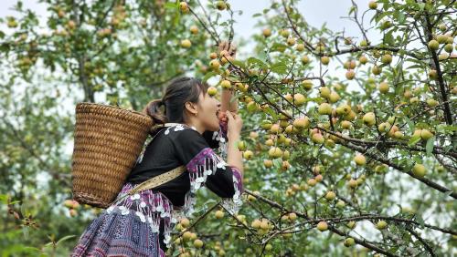 Hosté ubytování Chill Chill Mù Cang Chải homestay