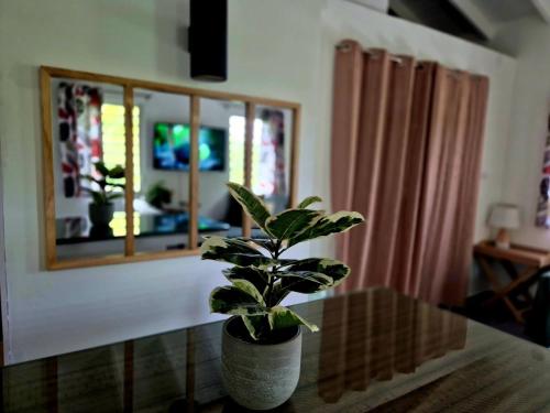 a plant sitting on a table in front of a mirror at Cozy House with Terrace in Upper Prince's Quarter in Upper Prince's Quarter