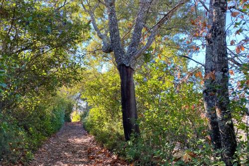a dirt trail with trees on either side at Ca' Magüi in Jabugo