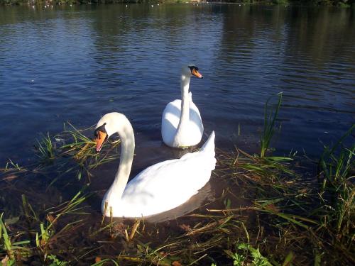 two white swans swimming in the water at Gästehaus Brunhilde in Wittenweier