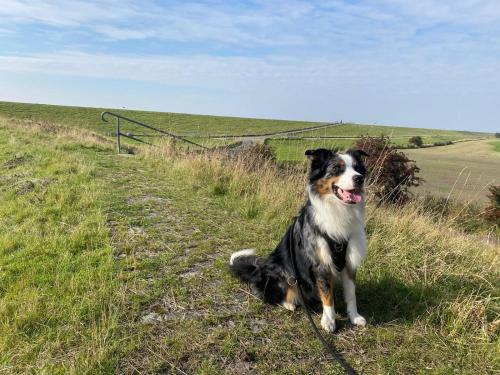 Κατοικίδιο ή κατοικίδια επισκεπτών που μένουν στο Petkumer Deichkoje