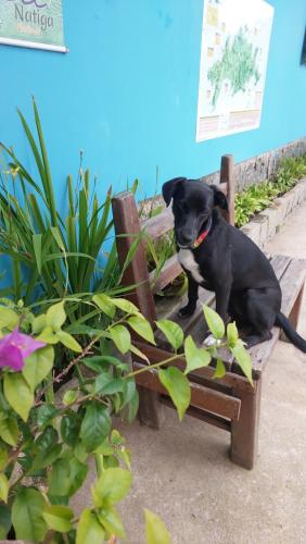 a black dog sitting on a wooden bench at Espaço Villa Ará in Praia de Araçatiba