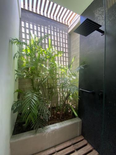 a bathroom with a shower with plants in it at casaNorte paraíso norteño mirador de Ballenas in Canoas De Punta Sal