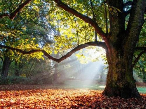 a tree with leaves on the ground under it at Appartement cosy 70 m2 tout confort 4 personnes in Ainay-le-Château