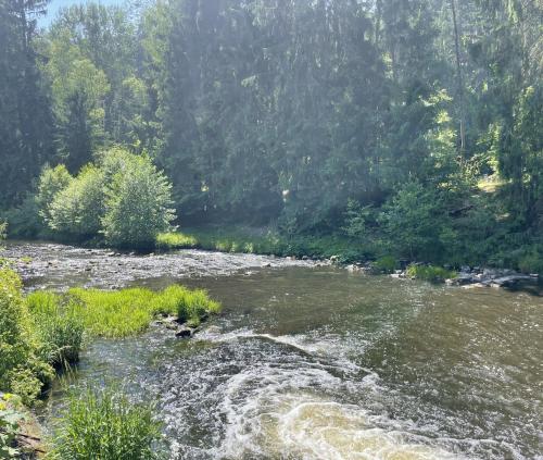 un río con rocas y árboles en el medio en Quiet Anomaly Glamping Forest & Wellness Retreat Adults Only, en Pirkenhammer