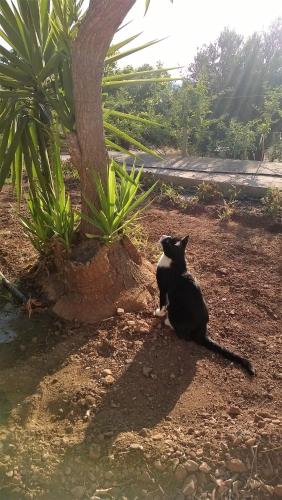 a black cat sitting on the ground next to a tree at House of Polymnia in Sissi