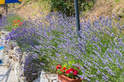 a bunch of purple flowers in a garden at Agriturismo Monte Acuto in Umbertide