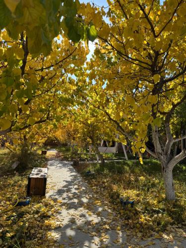 Coral houses外面的花园