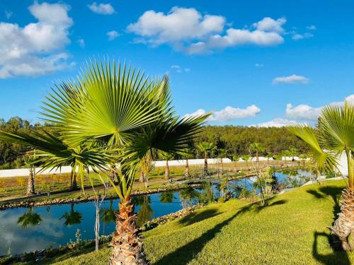 un grupo de palmeras junto a un cuerpo de agua en Domaine RJ, en Kenitra
