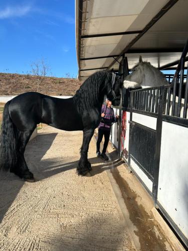 Animales en el agroturismo o alrededores