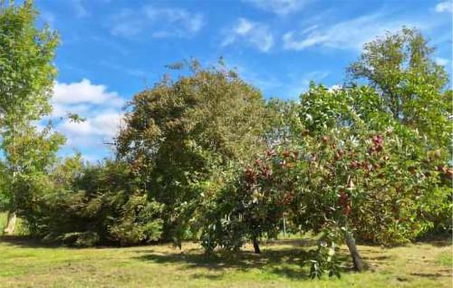 a group of trees with red apples on them at Beautiful Home In Ærøskøbing in Bro
