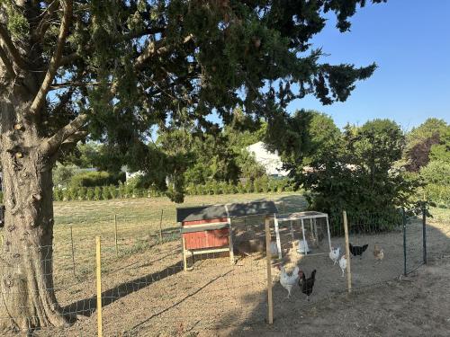 a group of chickens in a pen next to a tree at Le Moulin de Sonnailles in Cabriès
