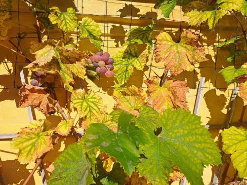 a bunch of leaves and grapes on a wall at Holiday Home Amlethus - 375m from the sea by Interhome in Allinge